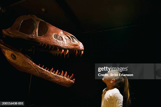 girl (5-7) looking at dinosaur skull in museum - dinosauri foto e immagini stock
