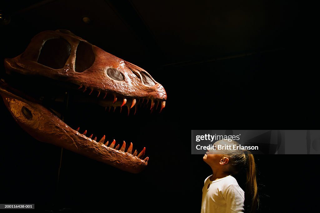 Girl (5-7) looking at dinosaur skull in museum