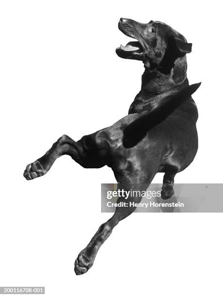 dog in mid-air jump, rear view (b&w) - dog mid air stock pictures, royalty-free photos & images