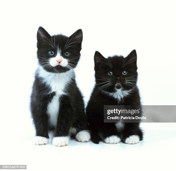 two black and white kittens against white background - black and white cat foto e immagini stock