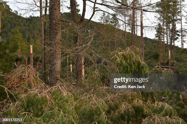 Splintered tree trunks in Glenfeshie damaged in recent storms, on February 13, 2024 in Kingussie, Scotland.