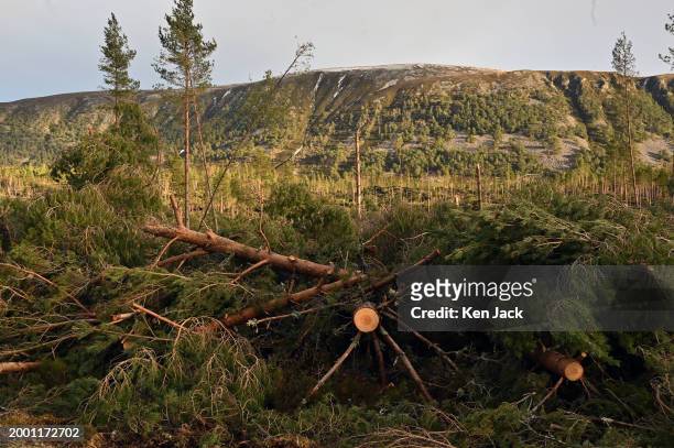 Fallen trees cut back to clear the road through Glenfeshie after wind damage in recent storms, on February 13, 2024 in Kingussie, Scotland.