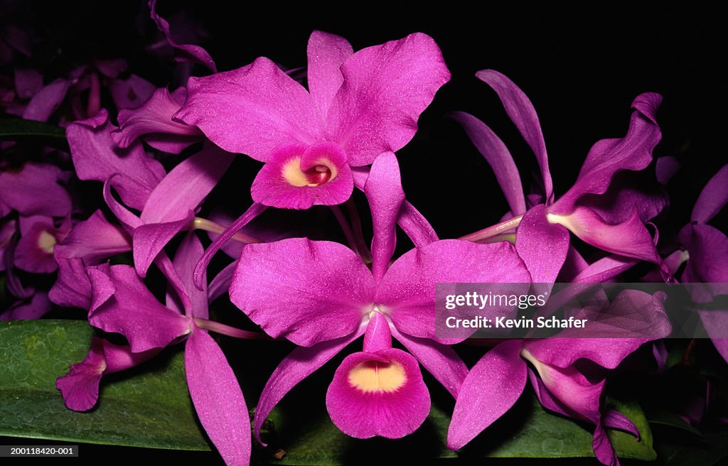 Wild orchid (Cattleya skinneri), close-up