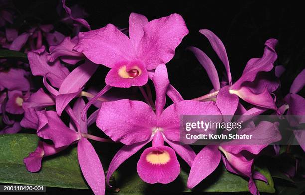 wild orchid (cattleya skinneri), close-up - guaria morada stock pictures, royalty-free photos & images