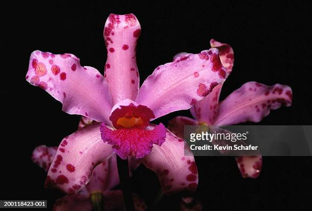 wild orchid (cattleya amethystoglossa), close-up - endangered species stock pictures, royalty-free photos & images