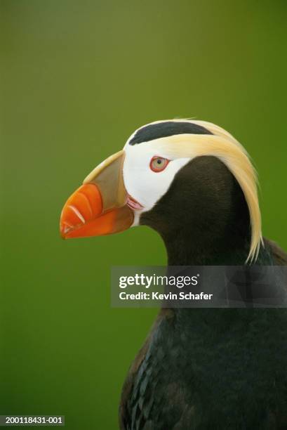 tufted puffin (fratercula cirrhata), close-up - tufted puffin stock pictures, royalty-free photos & images