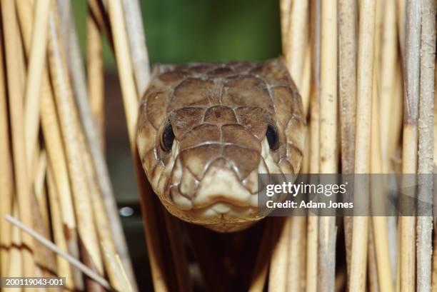 egyptian cobra (naje haje) close-up - asp viper stock pictures, royalty-free photos & images