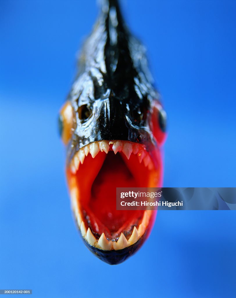 Piranha against blue background, mouth wide open, close-up