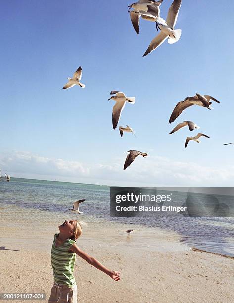 girl (7-9) playing on beach, herring gulls (larus argentatus) above - seagull foto e immagini stock