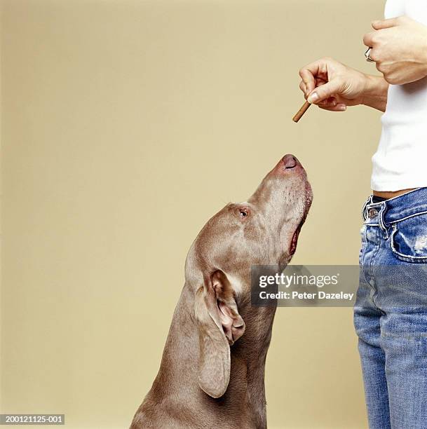 dog looking at biscuit held by woman - begging animal behavior stockfoto's en -beelden