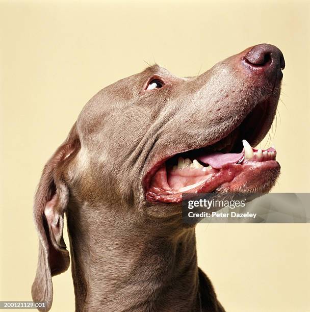 weimaraner dog, close-up - weimaraner stock-fotos und bilder