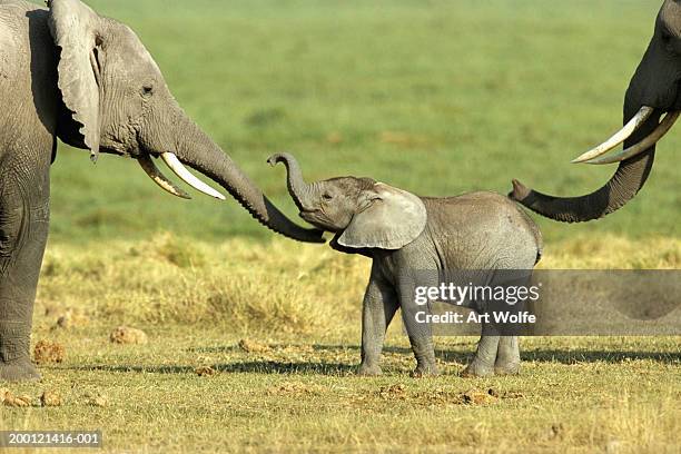 african elephant (loxodonta africana) cow and calf - cria de elefante imagens e fotografias de stock