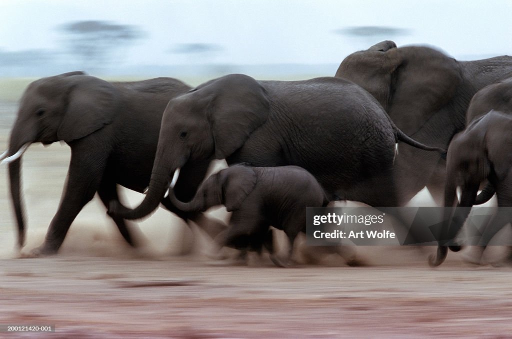 African elephant (Loxodanta africana) herd (blurred motion