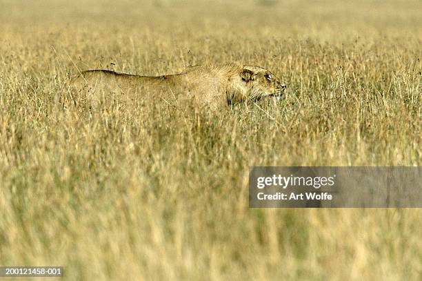 african lion (panthera leo) stalking through long grass - predator foto e immagini stock