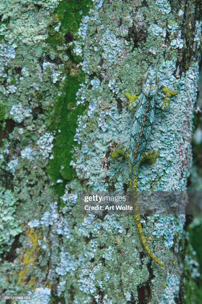 High casqued chameleon (Chamaeleo hoehnelii) on lichen covered bark
