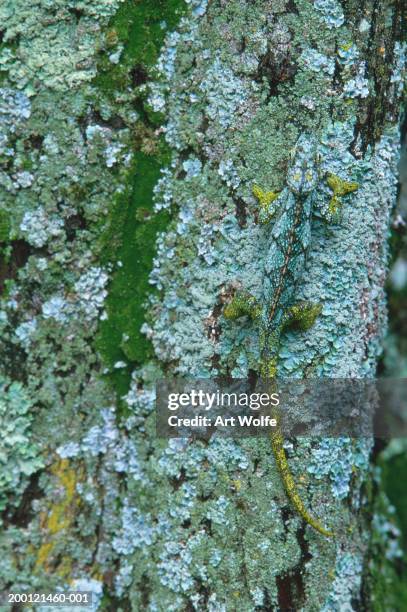 high casqued chameleon (chamaeleo hoehnelii) on lichen covered bark - lichen stock pictures, royalty-free photos & images
