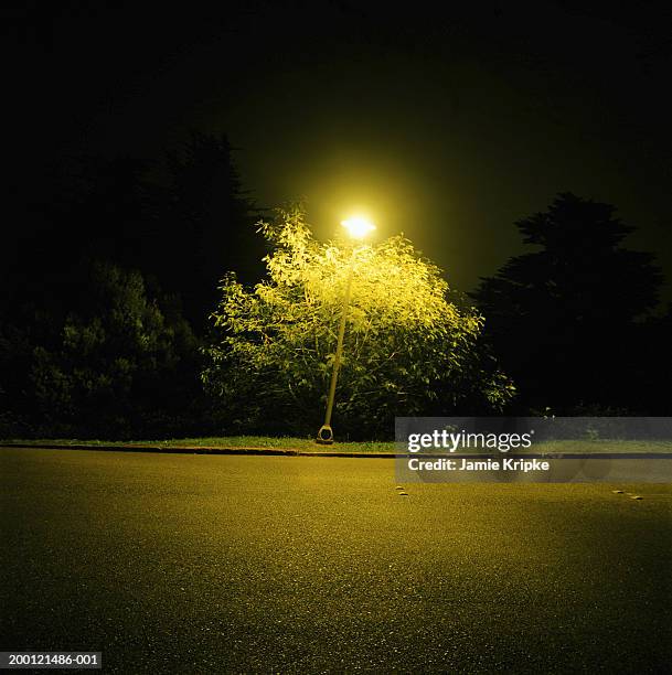 street light shining on tree at night - curb stock pictures, royalty-free photos & images