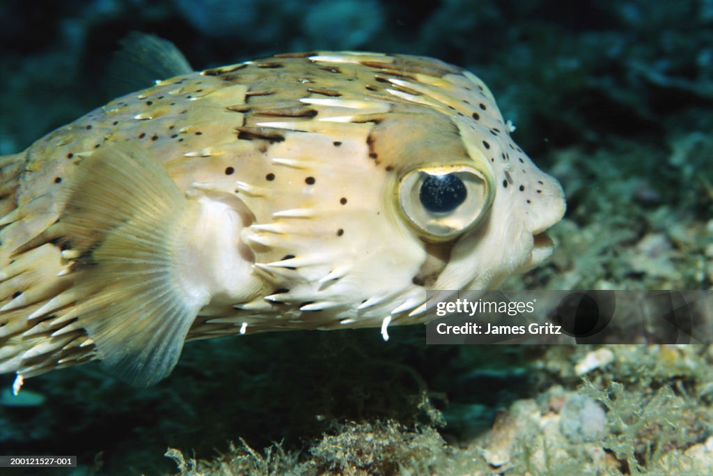 Balloonfish swimming in ocean, side view, close-up