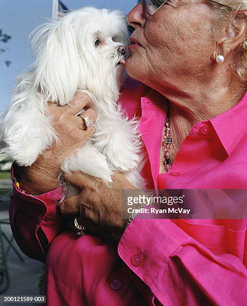 senior woman kissing maltese dog, close-up - dog kiss stock pictures, royalty-free photos & images