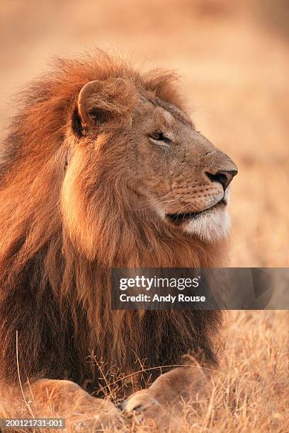 760点のライオン 横顔のストックフォト Getty Images 760点のライオン 横顔のストックフォト Getty Images