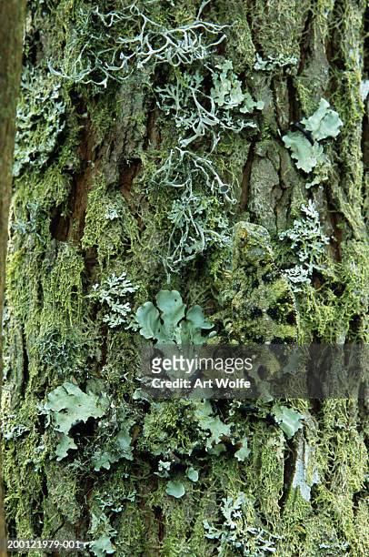 high casqued chameleon (chamaeleo hoehnelii) on lichen covered bark - lachen stock pictures, royalty-free photos & images