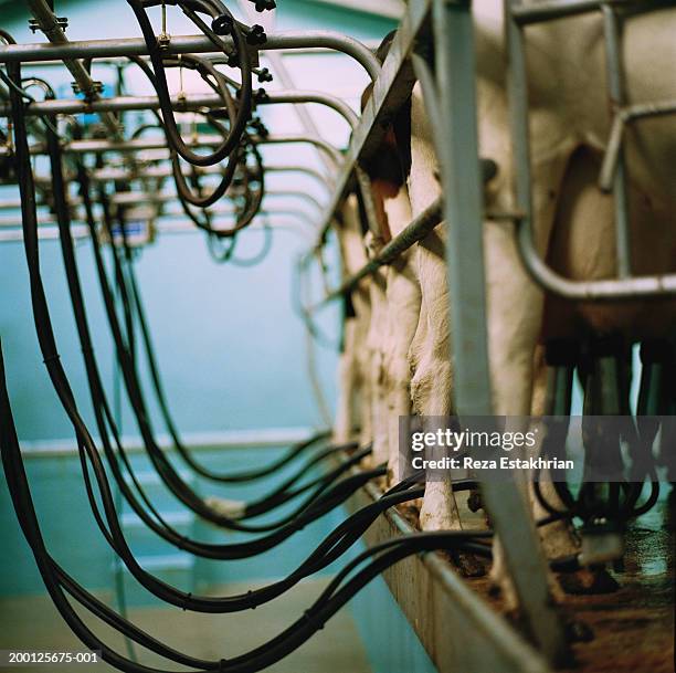 cows attached to hoses for milking - milking machine stock pictures, royalty-free photos & images