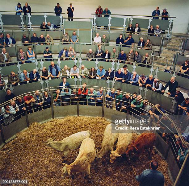 farmers looking at cattle being sold at auction - auction stock pictures, royalty-free photos & images