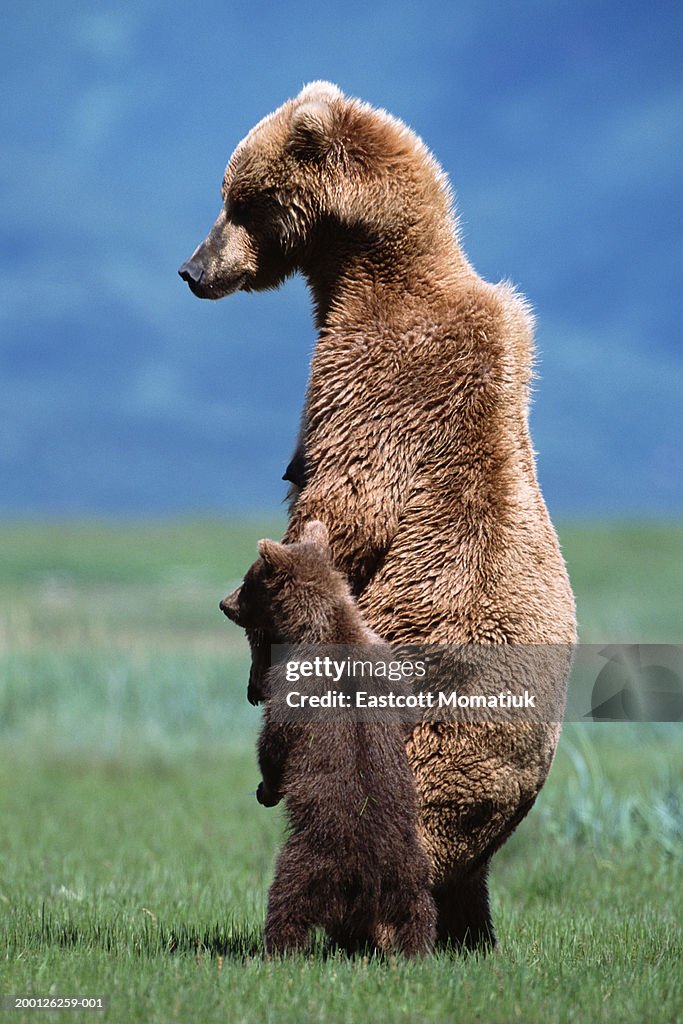 Brown grizzly bear (Ursus arctos) standing with young cub