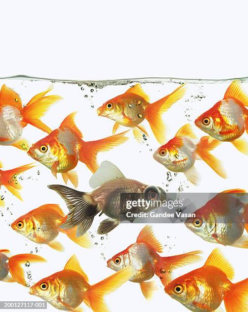 Fish Changing Direction School Of Fish Change Photos and Premium High Res Pictures - Getty Images