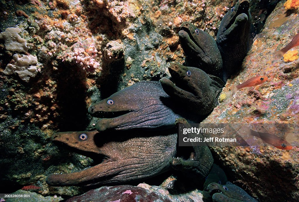 Fine-spotted moray eels (Gymnothorax dovii) protruding from coral