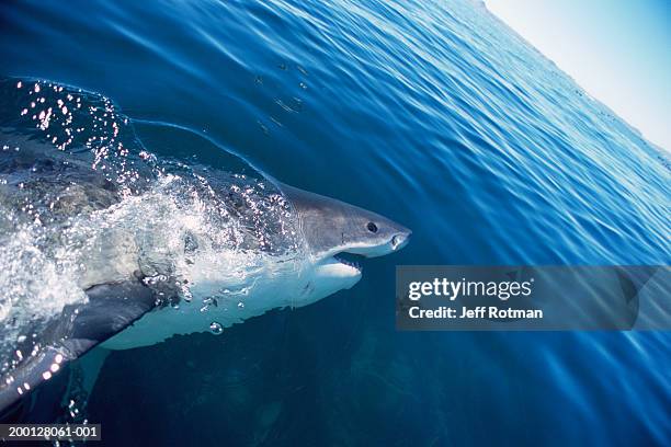 great white shark  (carcharodon carcharias) breaking surface of water - 浮き上がる ストックフォトと画像