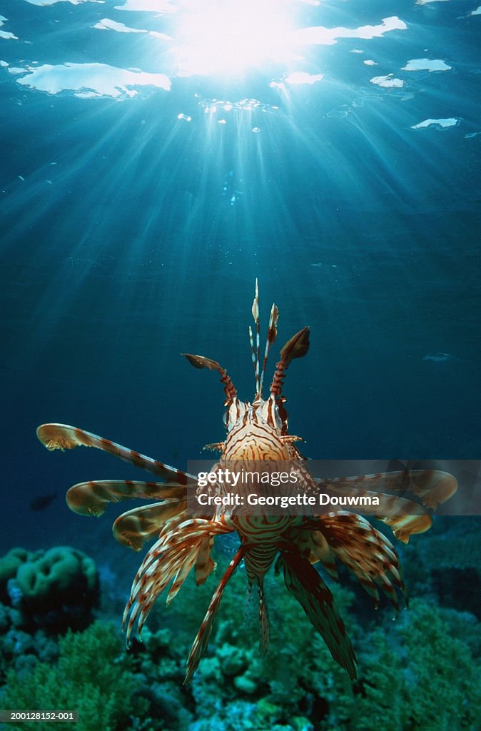 Lionfish (Pterois volitans)