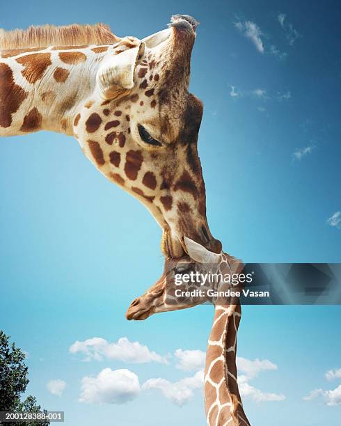 mother giraffe nuzzling calf's head (digital enhancement) - giraffe stockfoto's en -beelden