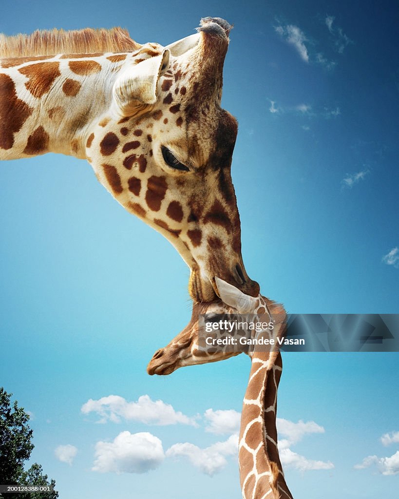 Mother giraffe nuzzling calf's head (Digital Enhancement)