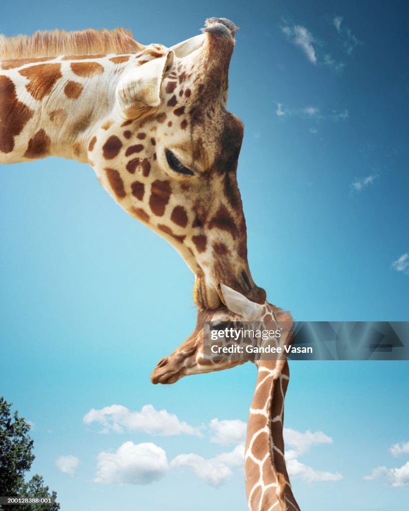 Mother giraffe nuzzling calf's head (Digital Enhancement)