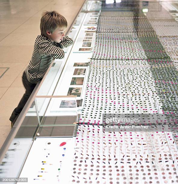 boy (7-9) looking at museum exhibit, side view - bloomsbury london stock-fotos und bilder