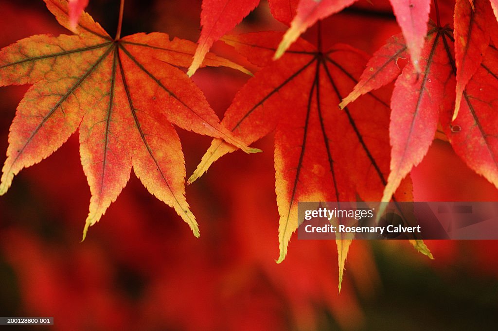 Red Japanese maple leaves (Acer palmatum), close-up