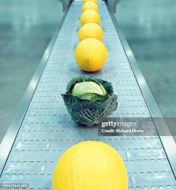 row of melons on conveyor belt punctuated by single cabbage - conveyer belt stockfoto's en -beelden