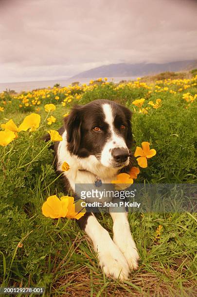 sheepdog in field of california poppies (eschscholzia sp.) - california poppies stock pictures, royalty-free photos & images