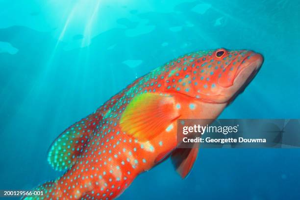 Miniata Cod 258 Coral Cod Stock Photos, High-Res Pictures, and Images - Getty Images