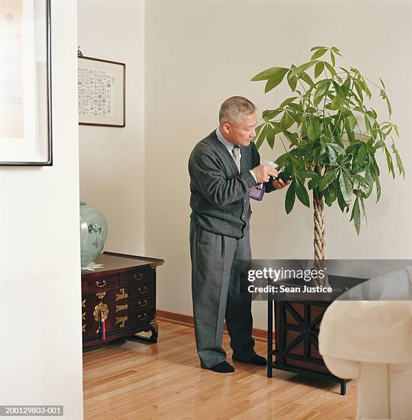 mature man spraying money tree (pachira aquatica) with water - money tree stock pictures, royalty-free photos & images