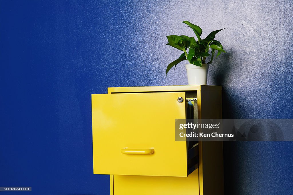 Plant sitting on top of open file cabinet
