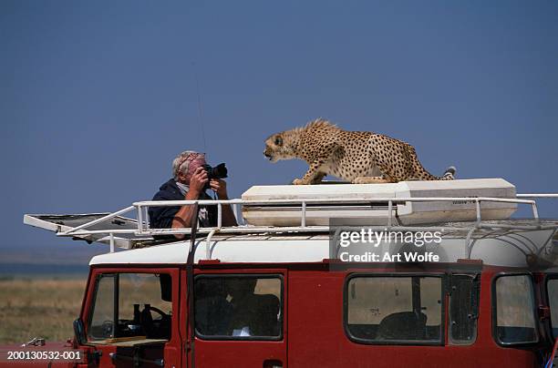 man on safari taking photograph of cheetah on roof of 4x4 - safari animals stock photos et images de collection