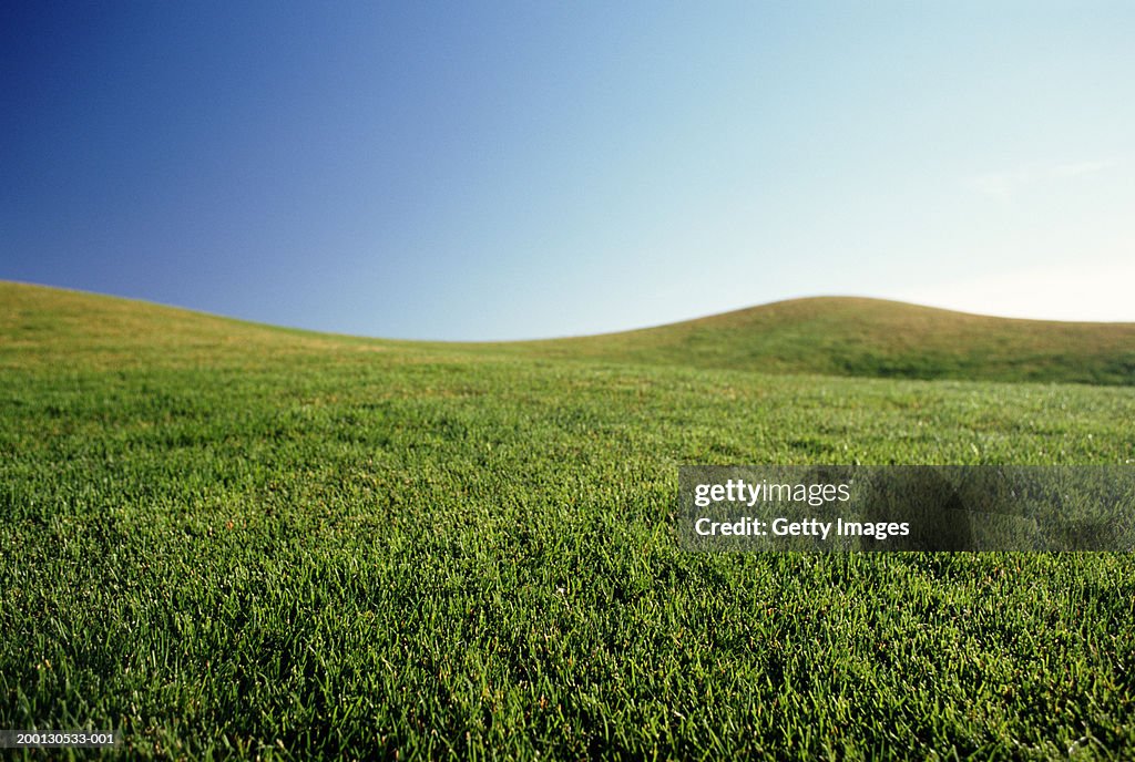 Grassy hillside