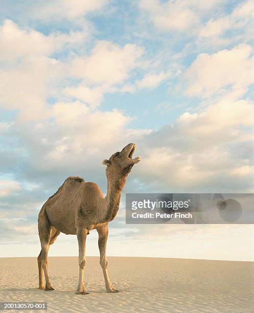 dromedary camel (camelus dromedarius) calling in desert - dromedary camel bildbanksfoton och bilder