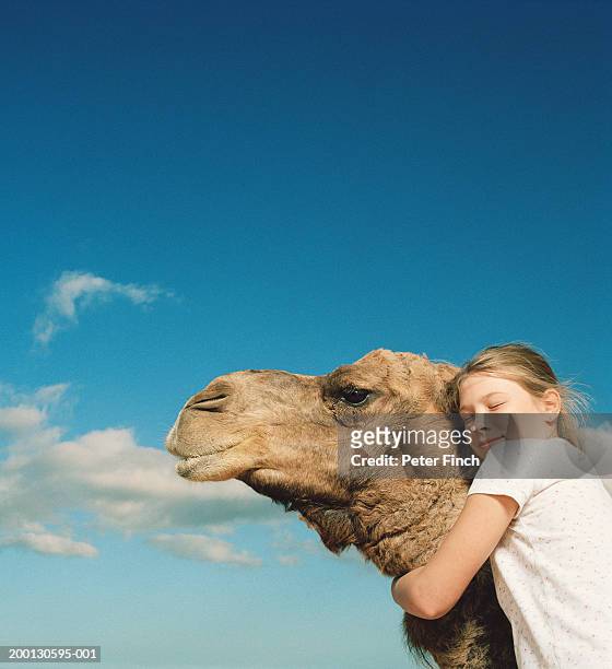 girl (8-10) hugging camel - dromedary camel bildbanksfoton och bilder