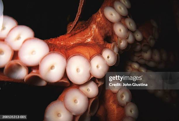 red octopus (octopus rubescens), close-up - zuignap stockfoto's en -beelden