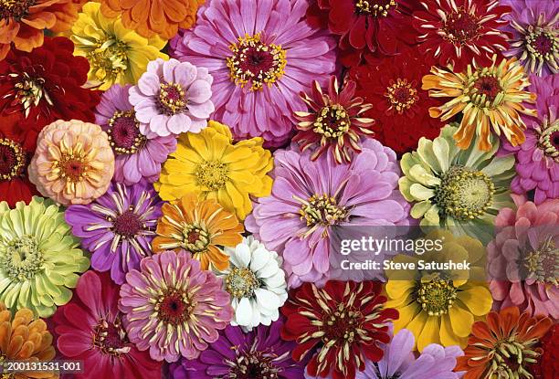 zinnia (compositae sp.) arrangement, overhead view - zinnia stock pictures, royalty-free photos & images