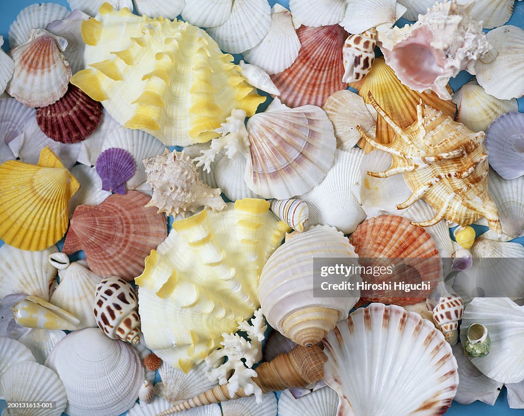 Assorted seashells, full frame