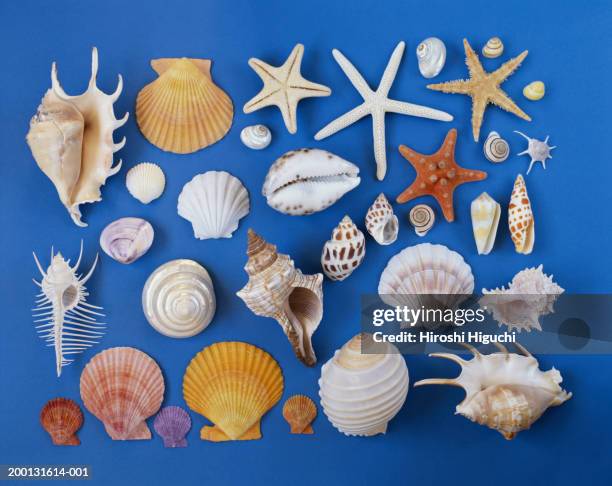 Blue Single Shell Blue Shell Photos and Premium High Res Pictures - Getty Images
